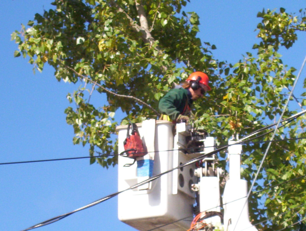 commercial tree service worker working 