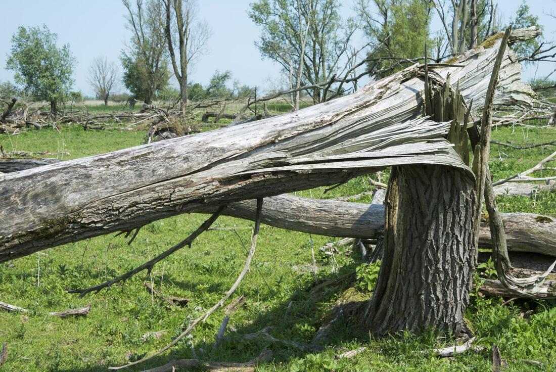 tree damaged after storm 