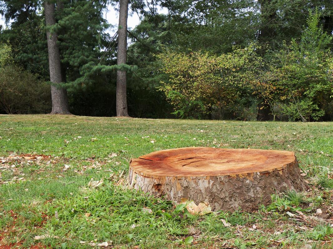 stump left behind after tree got removed 